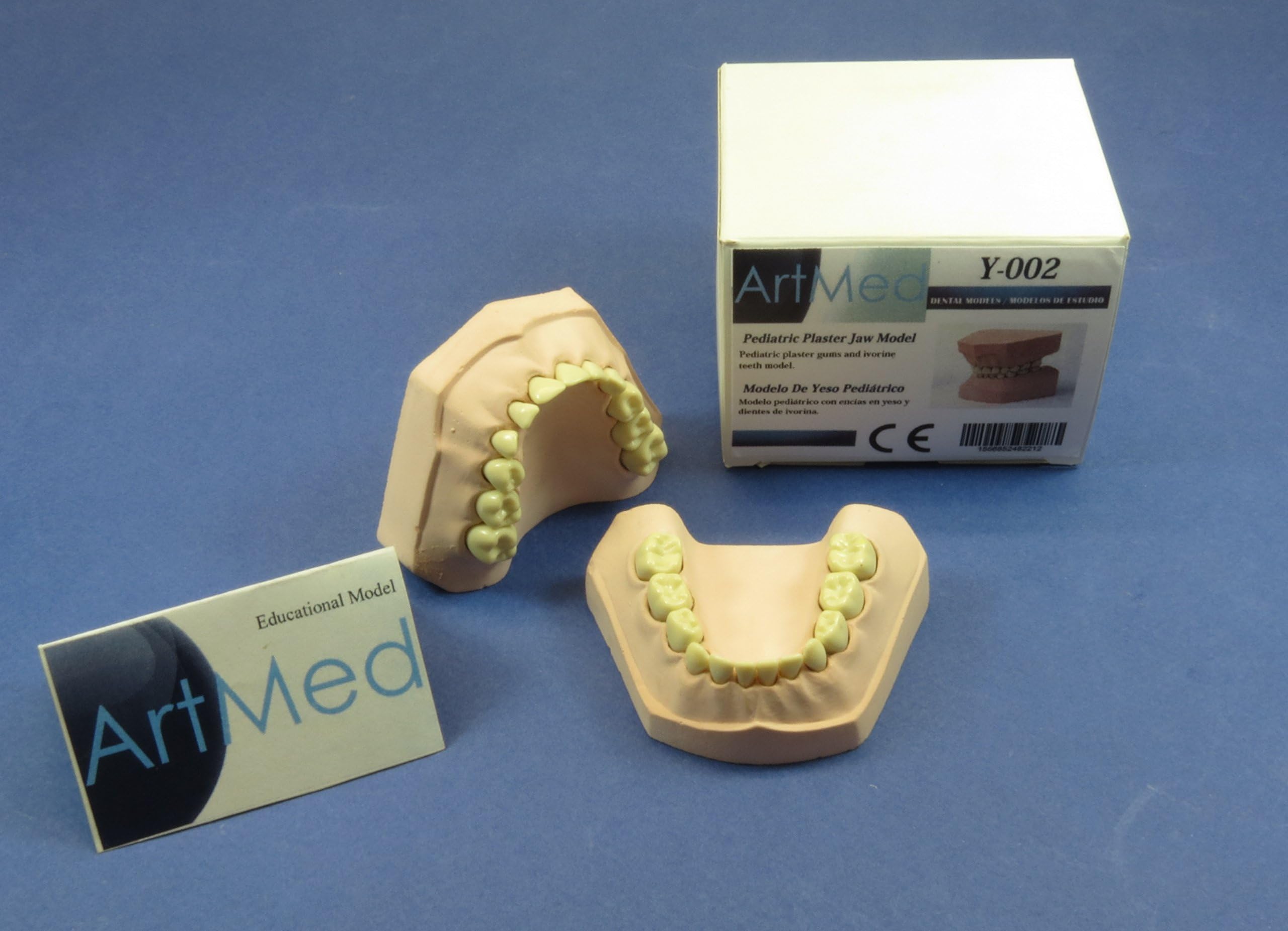 Mouth Jaw Gums Child Anatomy Model Plaster Ivorine Teeth ARTMED