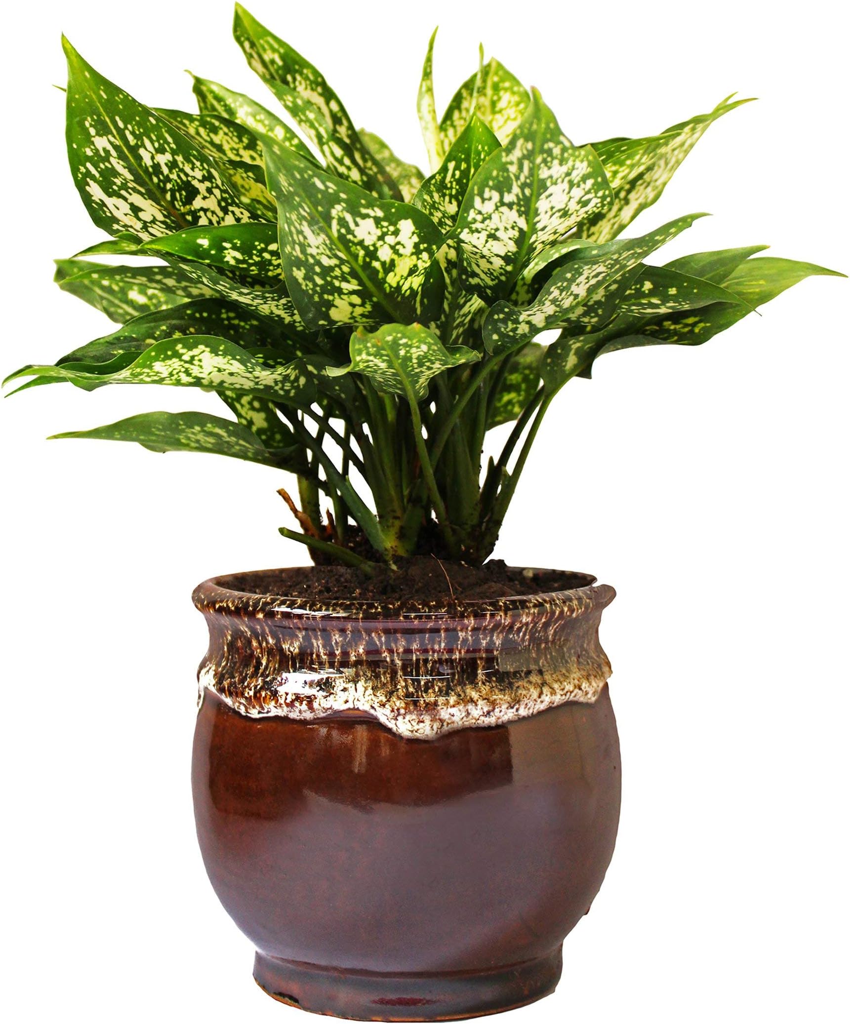 Rolling Nature Good Luck and Air Purifying Green Aglaonema Snow White Chinese Evergreen Plant in Brown Drip Glazed Pitcher Ceramic Pot