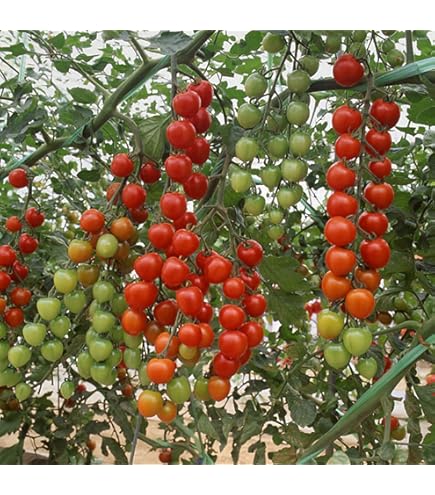 tomato様 Tomato, Sunpeach Hybrid , Cherry/Grape Tomato Seeds: Totally