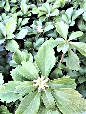 Generic 25 Pachysandra Bodendecker Gartenpflanzen Wurzelnackte Schatten Immergrun Amazon De Kuche Haushalt