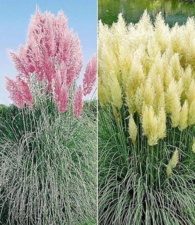 Baldur Garten Pampasgras Sortiment 2 Pflanzen Cortaderia Selloana Set Bestehend Aus Je 1 Pflanze Rosa Und 1 Pflanze Weiss Bluhend Ziergraser Amazon De Garten