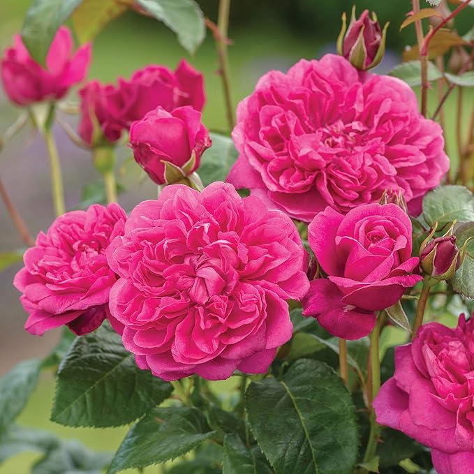 Buy Green Paradise® Live Red Scented Climbing Rose Plant Online at Low