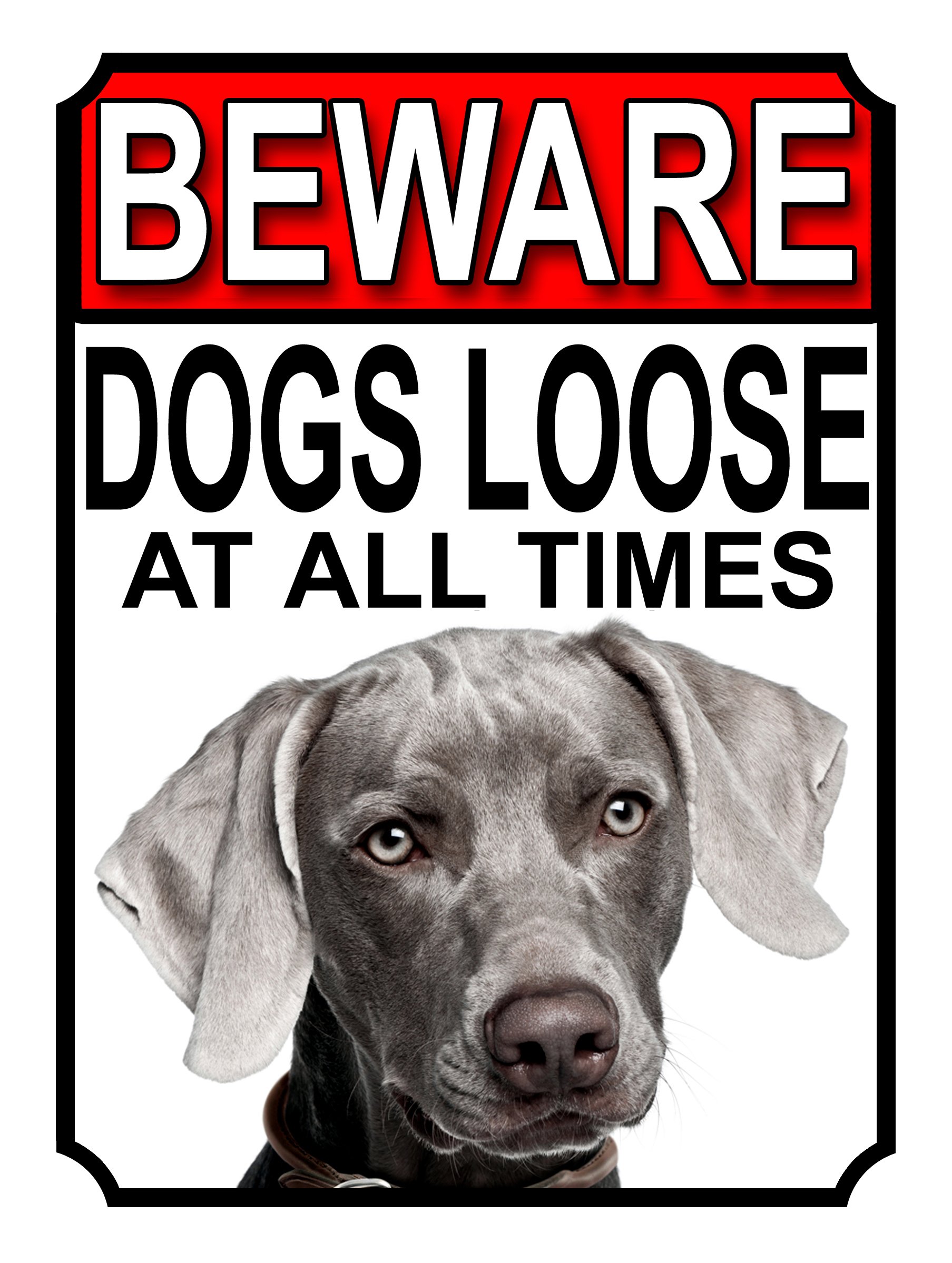 SHAWPRINT BEWARE DOGS LOOSE AT ALL TIMES METAL SIGN WEIMARANER 200MM X 150MM (1025H1)