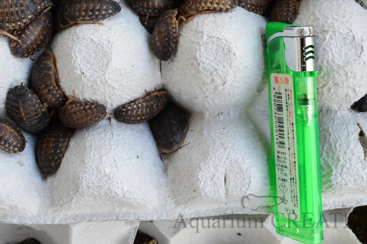 Amazon アジアアロワナの餌用 デュビアm Mlサイズ 50匹 アジアアロワナのエサ 餌 通販