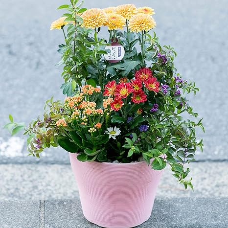Amazon 季節のおまかせ寄せ植え 寄せ鉢 鉢花 お任せ種類できれいに寄せ植えされているのでそのまま飾るだけ お祝い 開店祝い 誕生日 記念日 指定日配達 Primeお急ぎ便 季節のおまかせ寄せ植えlサイズ 観葉植物 オンライン通販