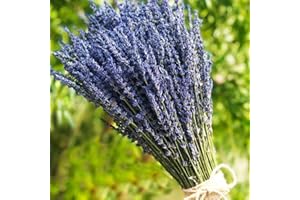TooGet Lavender Dried Ultra Blue Bundles 200+ Stems(16" - 18" Long) for Home Decor, Crafts, Gift,Wedding or Any Occasion