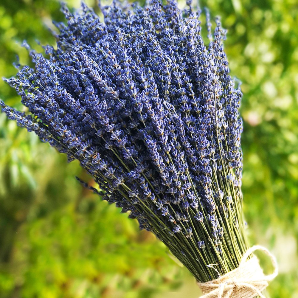 TooGet Lavender Dried Ultra Blue Bundles 200+ Stems(16" - 18" Long) for Home Decor, Crafts, Gift, Wedding or Any Occasion