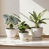 Bamworld Plant Pots Planters for Indoor Plants Flower Pots with Drainage Holes 3.5/4.9/6.3 Inch Set of 3 Plastic Planters for