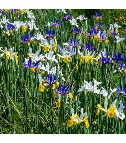 Tulip Lilyflowering Flashback 6 Bulbs Ready For Planting Now In UK