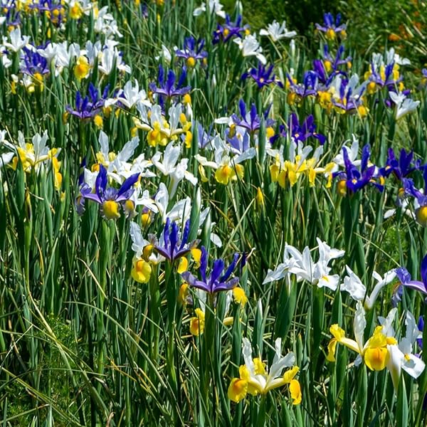 18 Bulbos De Zephyranthes Candida Flores Blancas Resistentes