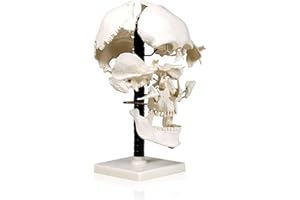 Vision Scientific VAL250 Life Size Beauchene Model | “Exploded” to Show How Bones Fit Together | Disarticulated, Mounted on Wire to Retain Spatial Relationship | Med. Studies | W Identification Key