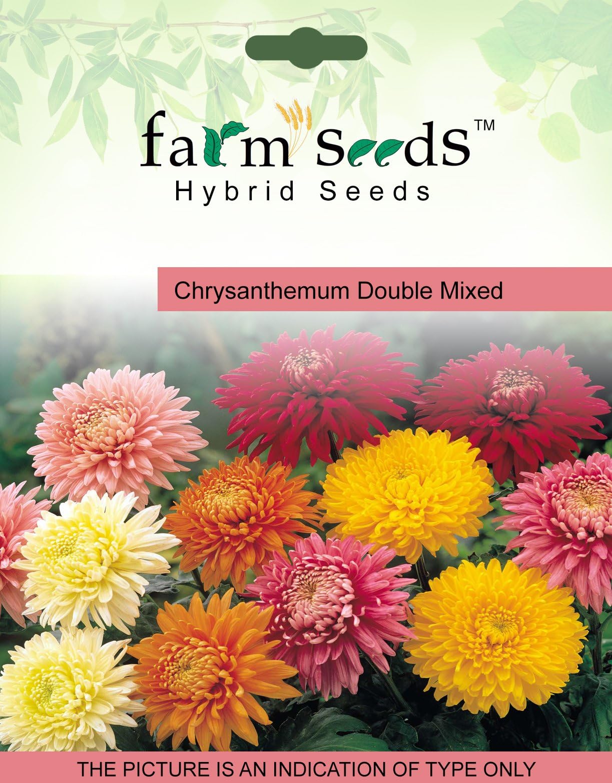 Farm Seeds Chrysanthemum Double Mixed 1 Packet Seeds Seed (100 Per Packet)