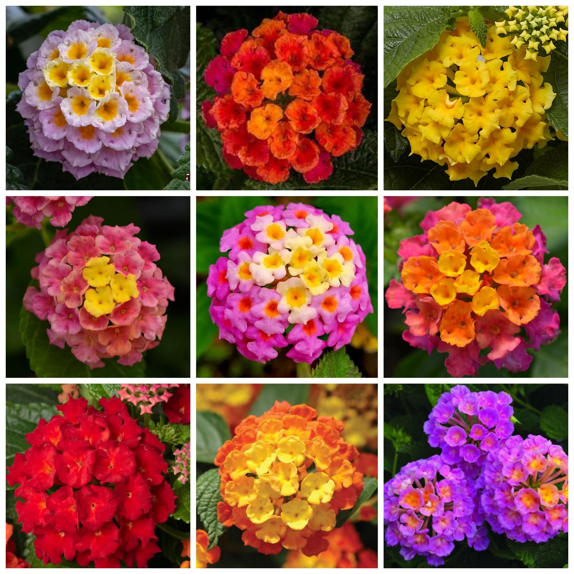 蘭⭐︎ Lantana Flower Seeds for Planting - 300+ Mixed Color to Pink | eBay