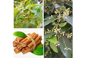 PEAVYTAILOR 35 Cinnamon Tree Seeds Cinnamomum verum Fast Growing True Ceylon Cinnamomum