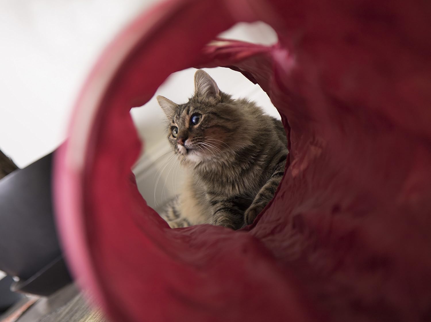 Los mejores túneles para gatos [year] (análisis) 28