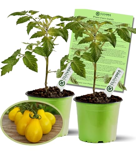 Amazon.com : Clovers Garden Heirloom Pineapple Tomato Plants- Two (2) Live  Plants  Non-GMO - Not Seeds  Each 4"-8" Tall in 4 Inch Pots -  Indeterminate, Disease Resistant : Patio, Lawn & Garden
