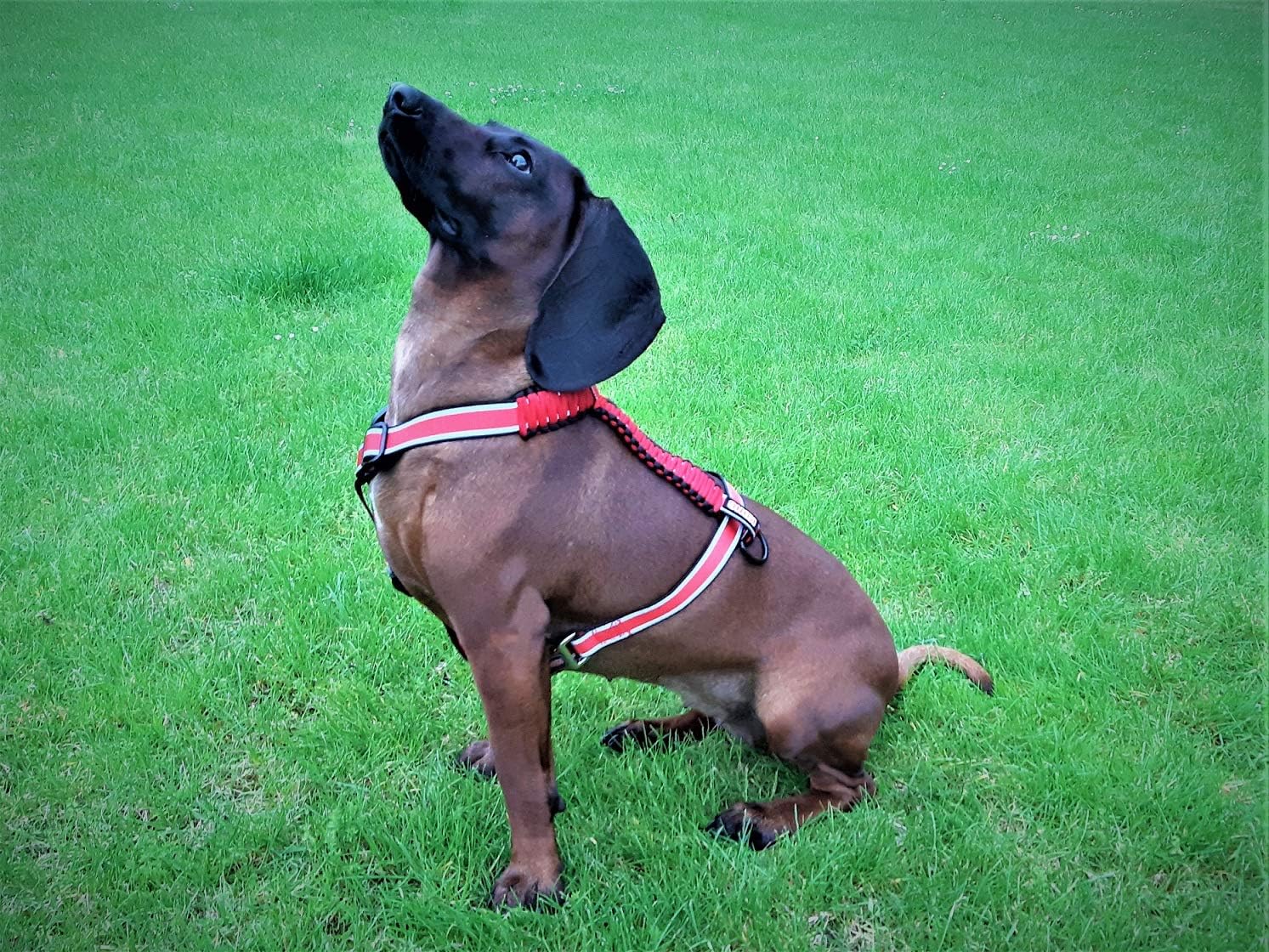 kong paracord harness