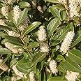 CHUXAY GARDEN 10 Seeds Prunus Laurocerasus Seed,English Laurel,Cherry Laurel,Versailles Laurel Evergreen Shrub Stunning Flowering Plant Highly Fragrant