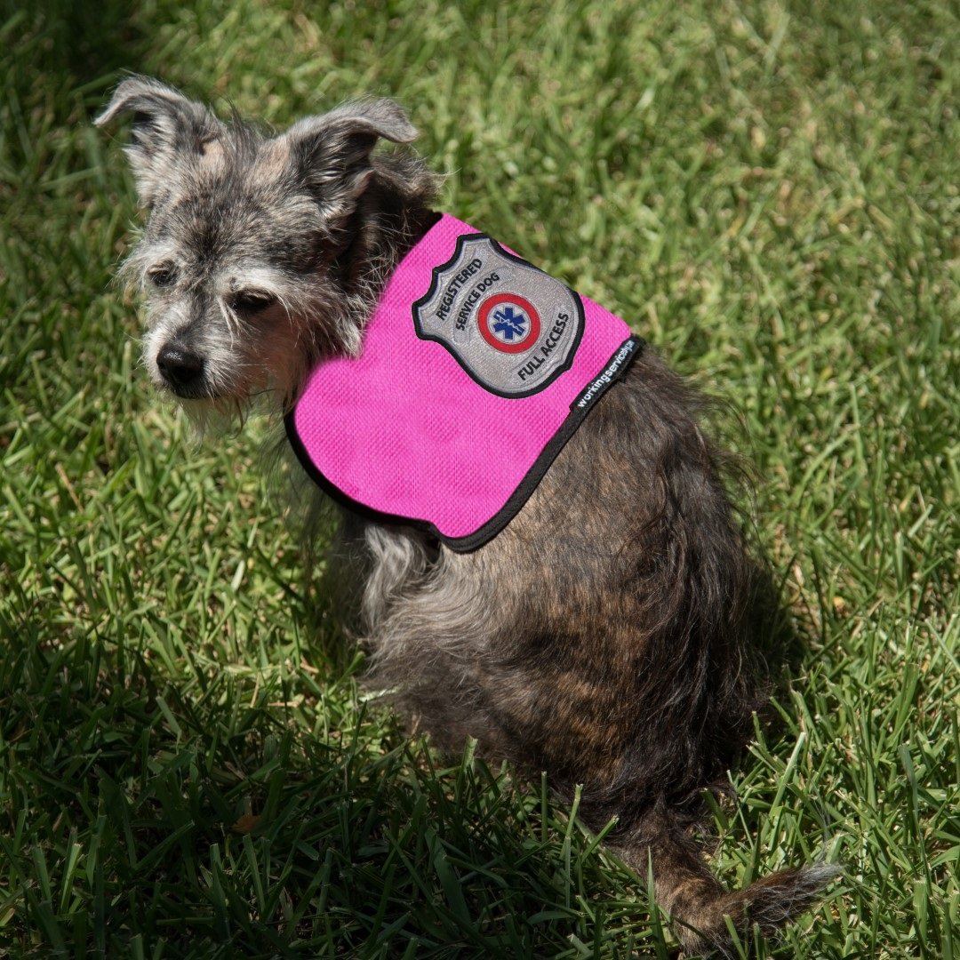 Registered Service Dog Vest for Smaller Service Dogs