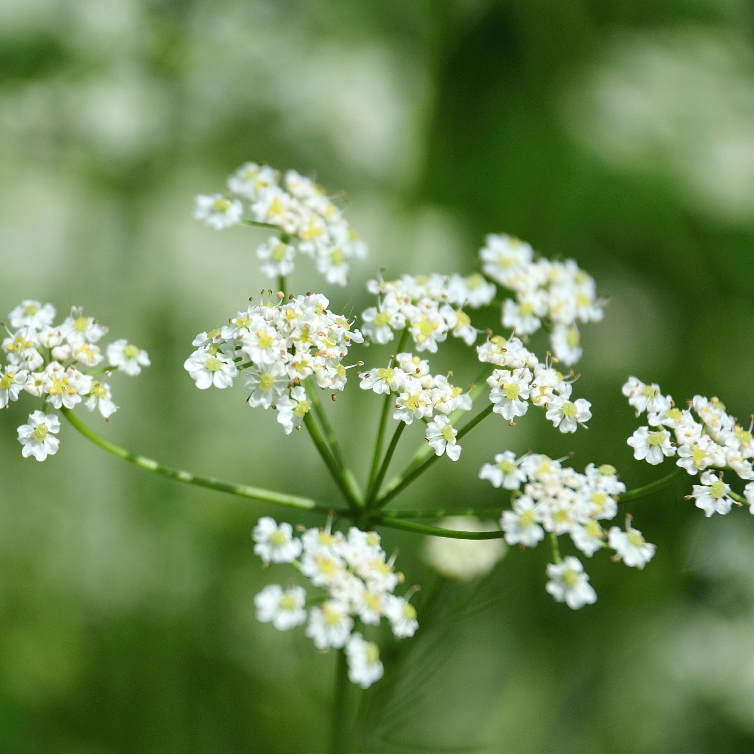 PREMIER SEEDS DIRECT - HERB Seeds - Caraway - 6 Grams