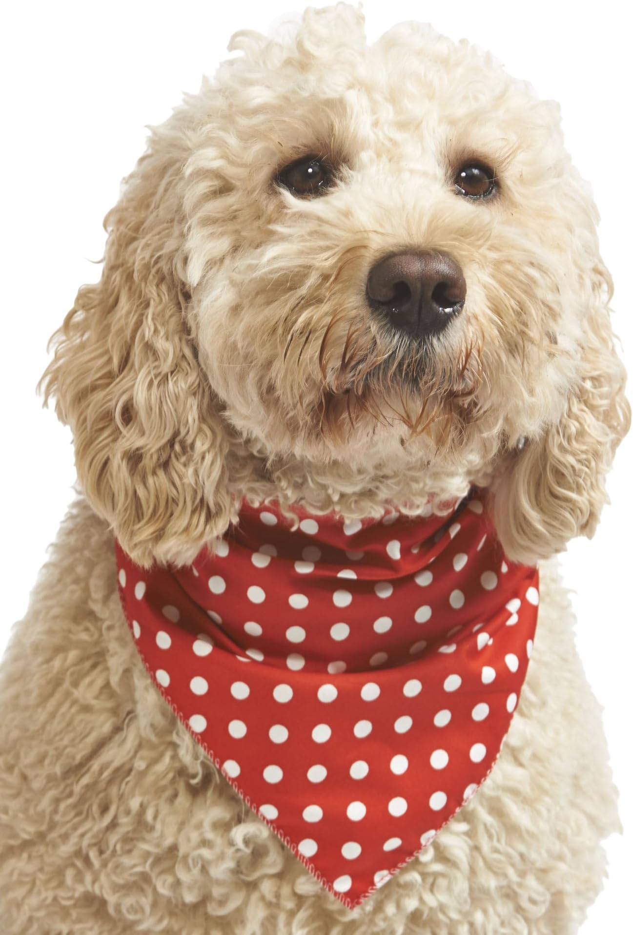 Pet Pooch BoutiquePolka Dot Bandana for Dog, Small/Medium, Red