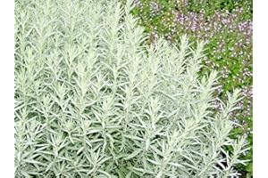 301+Prairie SAGE Flower Seeds White Sagebrush Perennial Native Wildflower Smudge