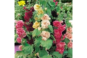 ZEshops 100pcs Double Hollyhock Seeds Radiant Rose - Mixed Colors, Non GMO Heirloom Garden Hardy Biennial, Vibrant & Tall Flowers - Ideal for Season-Long Blooms