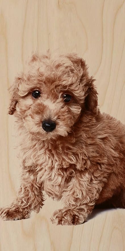 Amazon Com Cute Puppy Dog Brown Curly Hair Poodle Plywood Wood