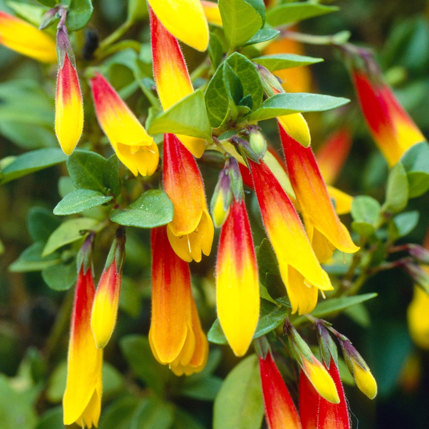 Jacobinia Pauciflora Brazilian Fuchsia Evergreen Perennial Flowering