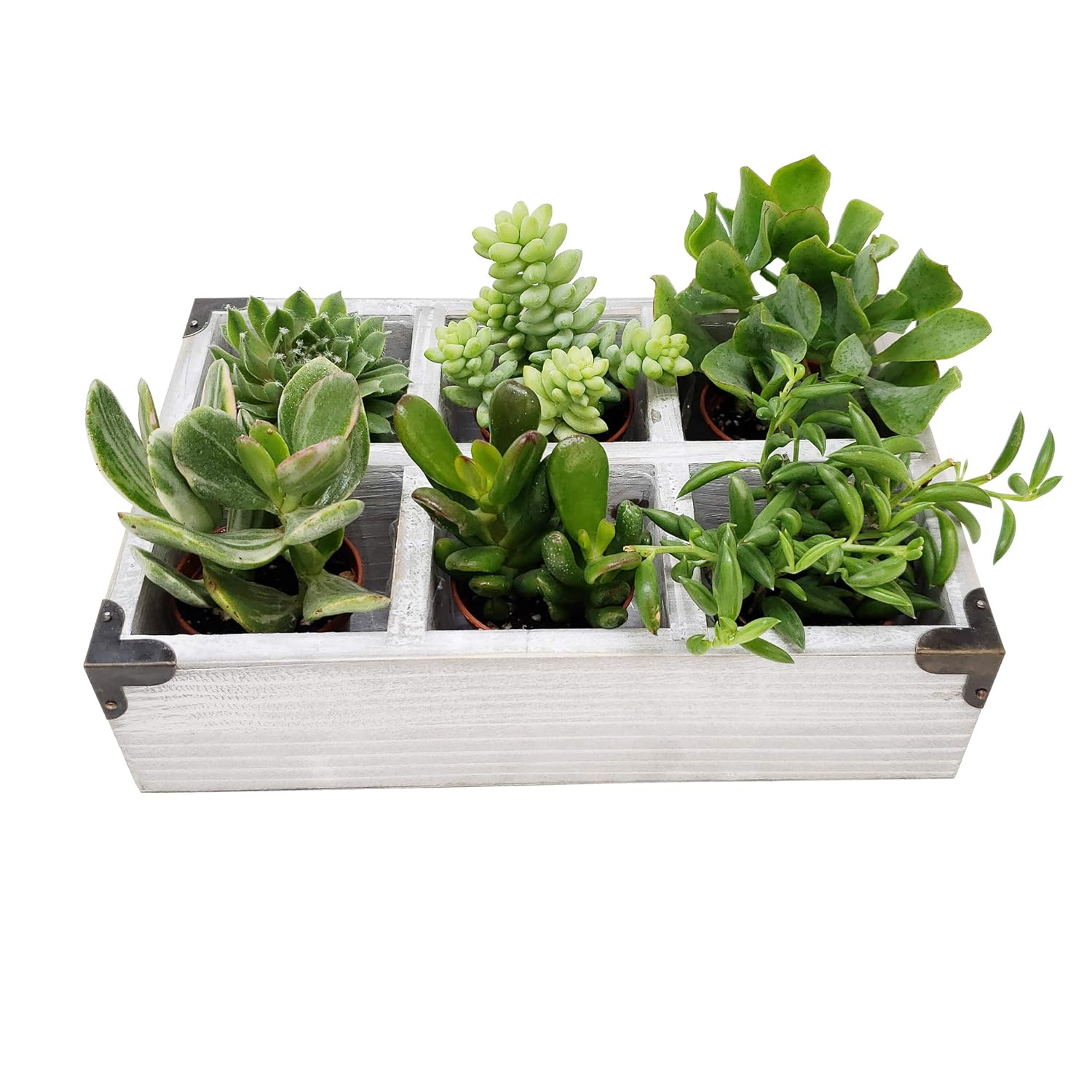 Buy 9greenbox Succulent Home And Office Desks Shelves Windowsill