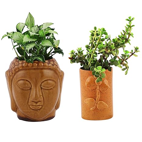 Anshsome Creations Combo Of Good Luck Live Natural Jade Plant And