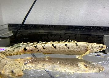 Amazon 熱帯魚 ポリプテルス デルヘッジィ 11 13cm 1匹 安心サイズ 東京倉庫出荷 アクアショップピラルク 観賞魚 水中生物 通販