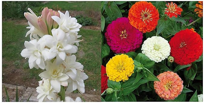 Kraft Seeds Rajnighandha or Tuberose Flower Bulbs (White, Pack of 8 Bulbs) & Zinnia Dahlia
