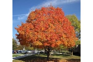 Sugar Maple Shade Tree - Live Plant Shipped 2 to 3 Feet Tall by DAS Farms (No California)