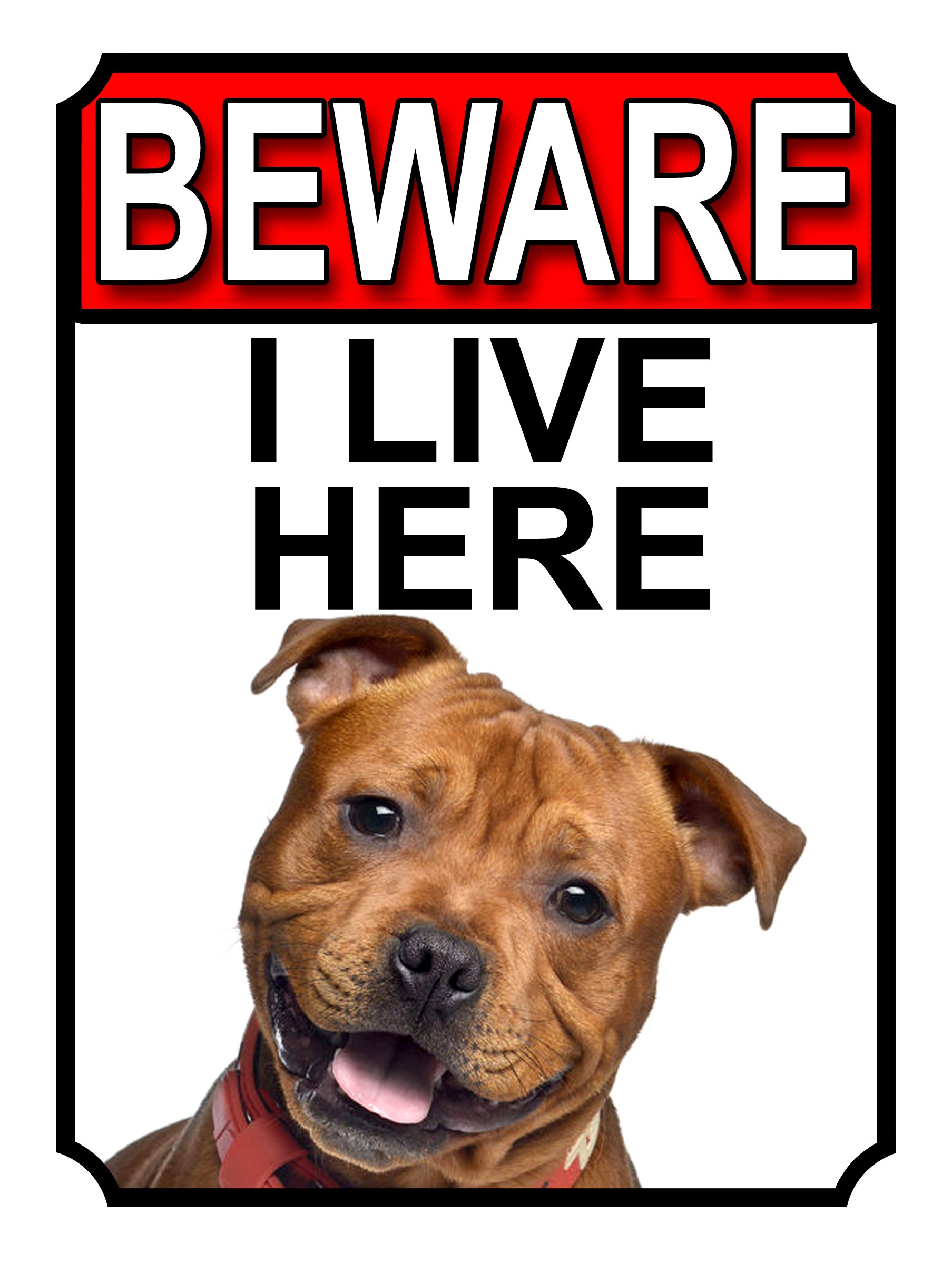 BEWARE I LIVE HERE METAL GATE SIGN STAFFORDSHIRE BULL TERRIER 200MM X 10MM (1090H1)
