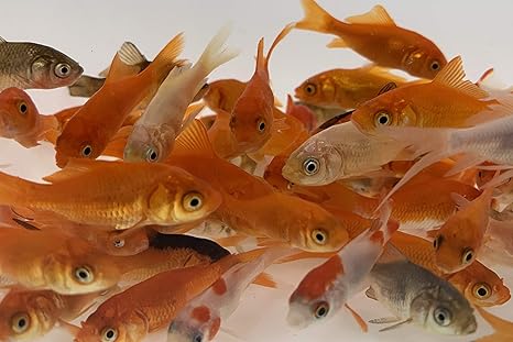 Amazon Com Toledo Goldfish Live Comet Common Feeder Goldfish For