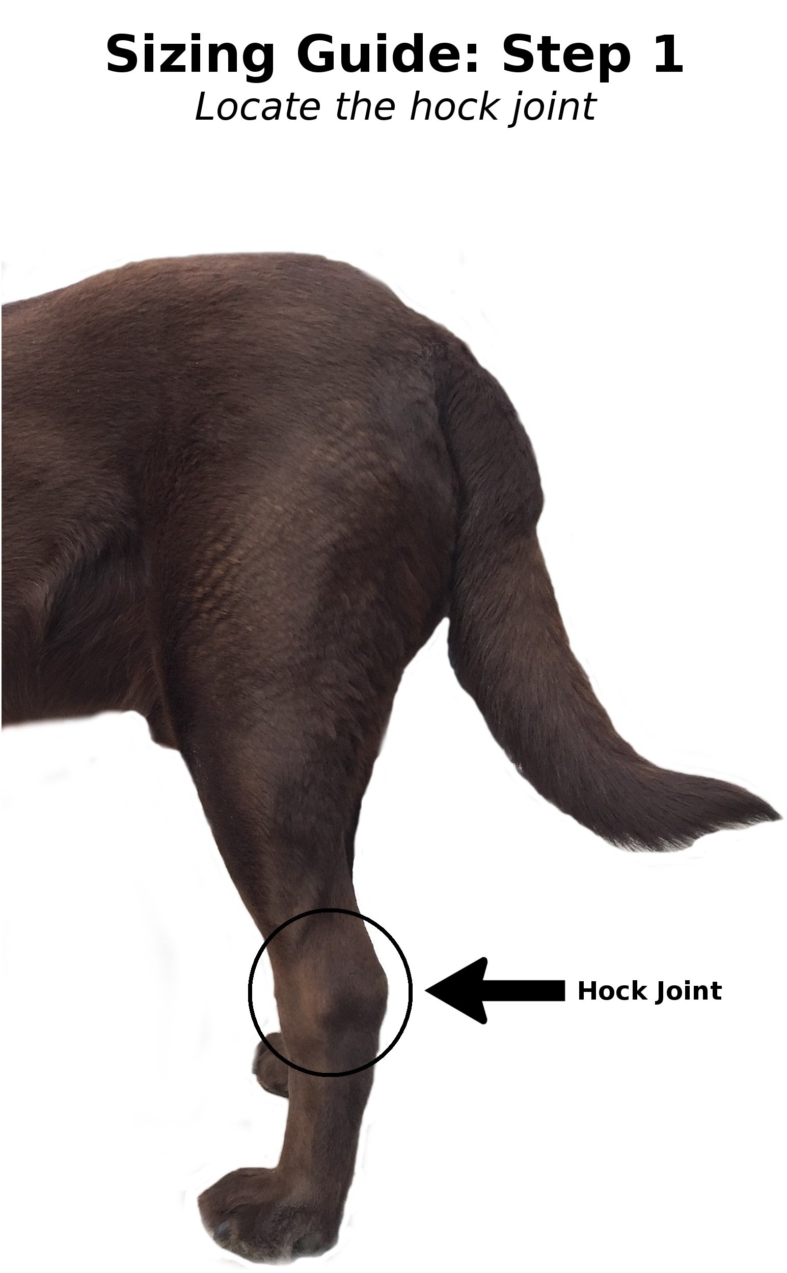 Labra Co. Dog Canine Rear Leg Hock Joint Wrap Protects Wounds as they