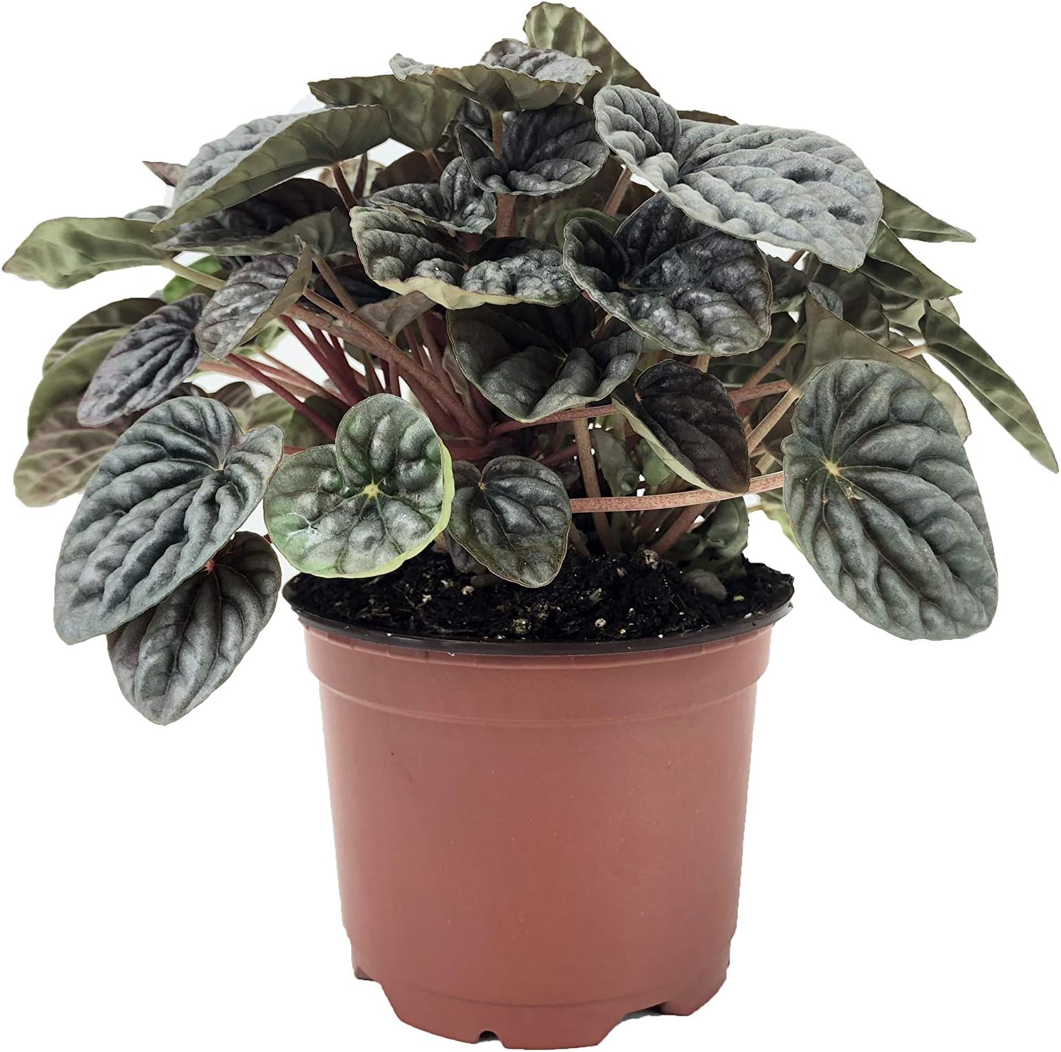 Silver Ripple Peperomia (Peperomia caperata) (4" Pot)