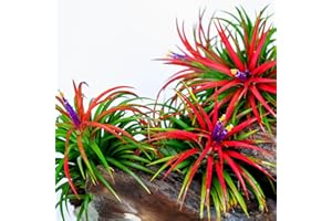 YOKEBOM Air Plant, 6 Tillandsia Air Plants Live Houseplants for Growing Indoors Outdoors, 1 Inc to 2 Inc Tall