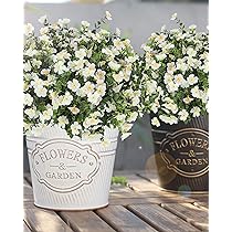 81apViLyBmL._AC_UL210_SR210,