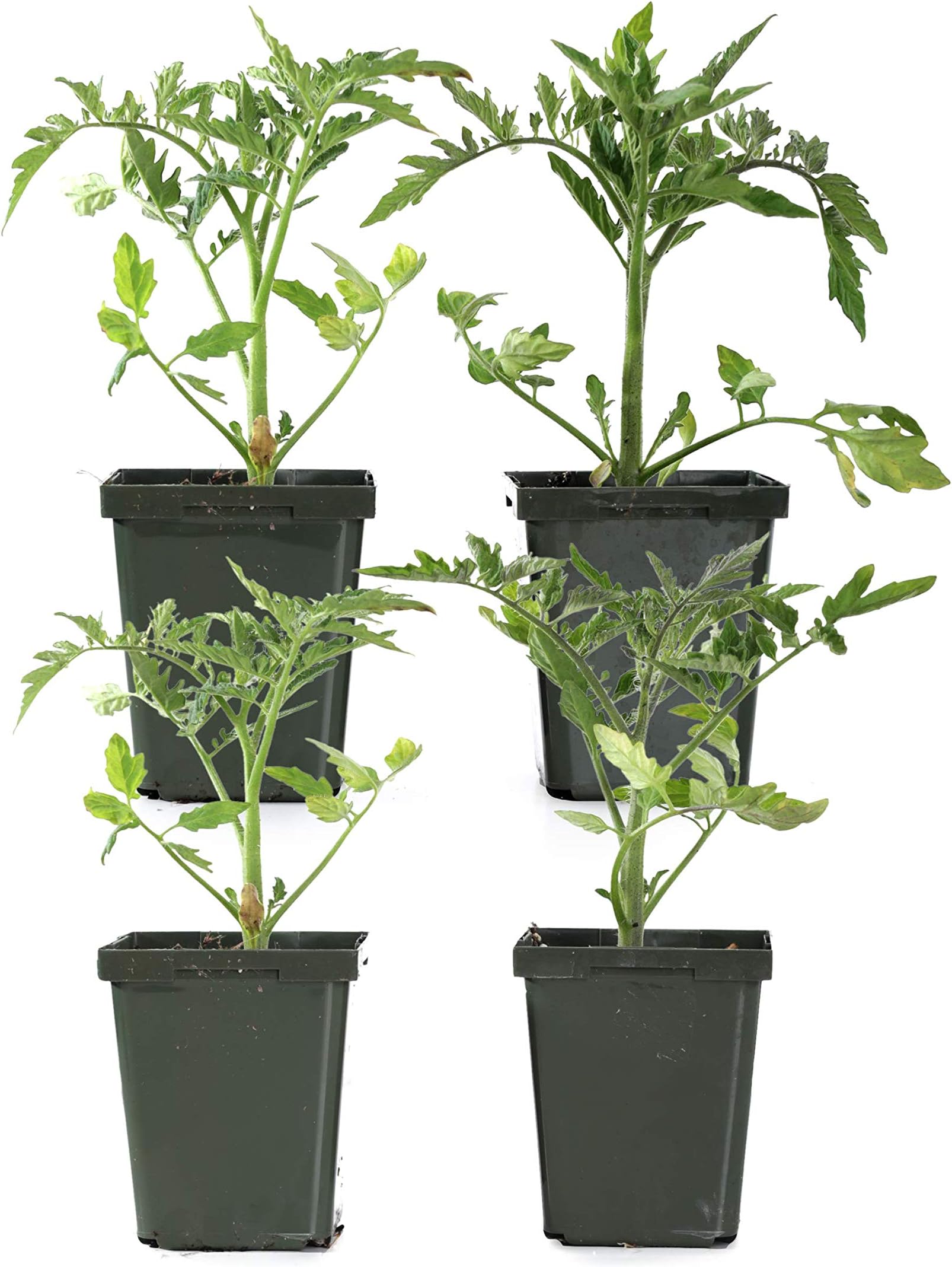 Tomato 4-inch Big Beef Tomato Big Beef Red (4-Pack)