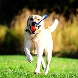Chuckit! Ultra Tug Dog Toy Medium 6.5 cm Interactive Rubber Ball Tug of War & view 2