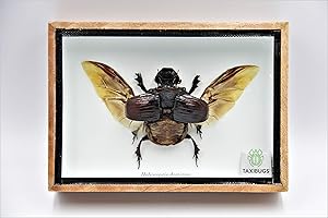 TAXIBUGS Real Exotic Elephant Dung Beetle (Heliocopris dominus (Bates, 1868) Open Wings Female – preserved taxidermy insect bug collection framed in a wooden box as pictured