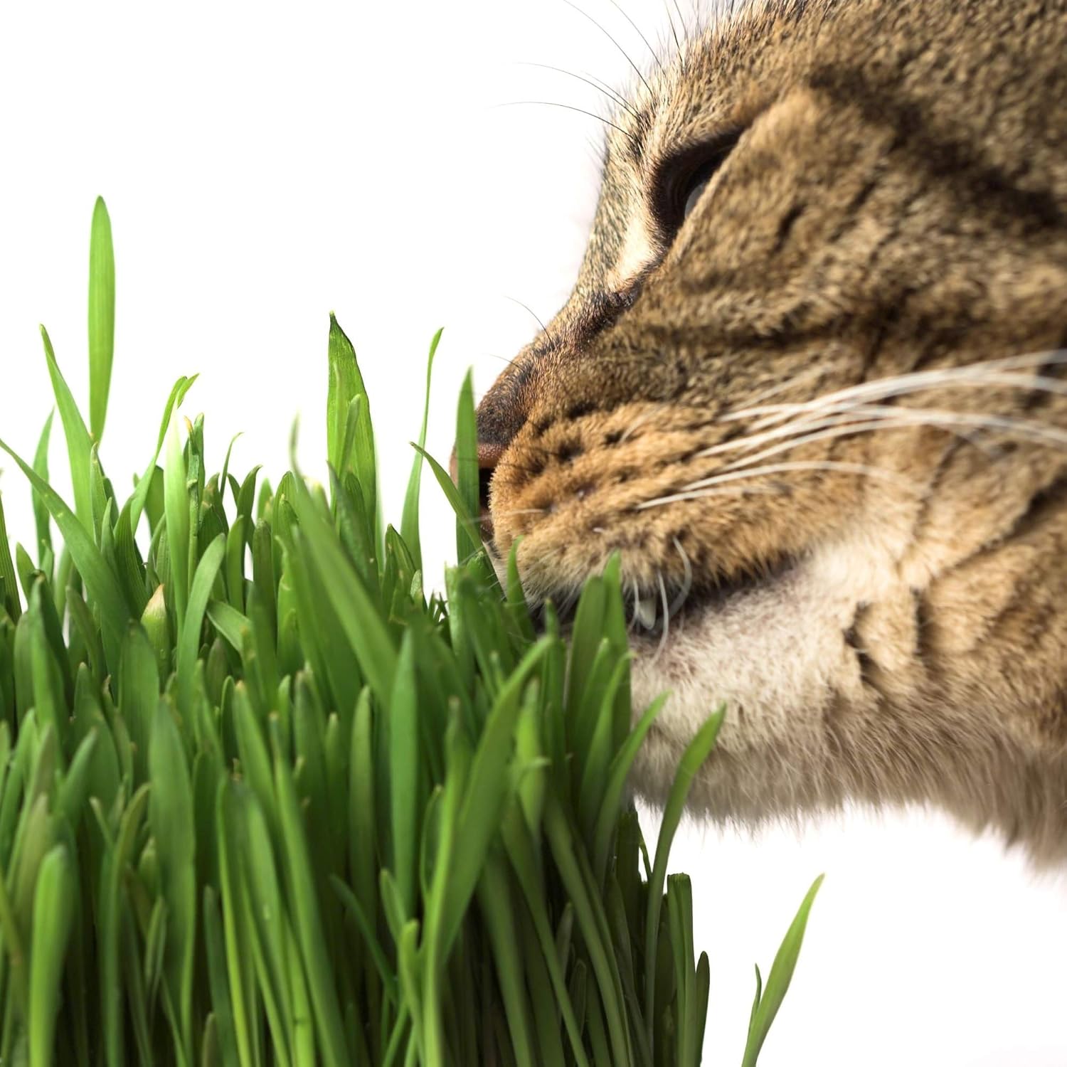 La mejor hierba para gatos [year] (análisis y guía) 7