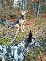 Truelove TRUE LOVE Dog Leash 110cm Reflective Padded Handle M Black view 8