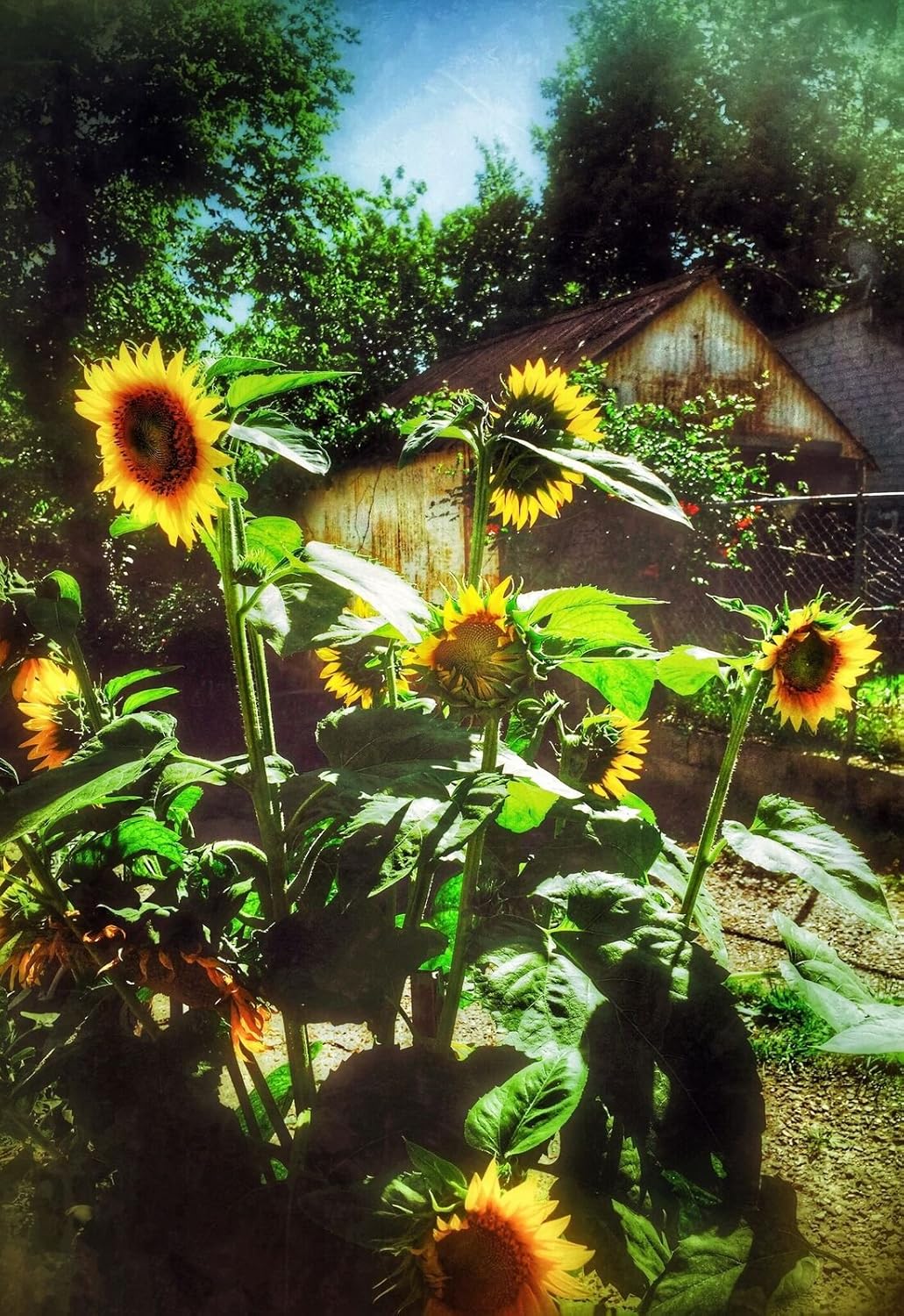 Mark Pritchard Artworks Eureka Springs Collection Sunflowers Stretched Canvas Giclee on Poplar Frame