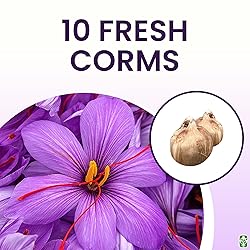 Saffron Crocus Corms for Planting – 10 Large