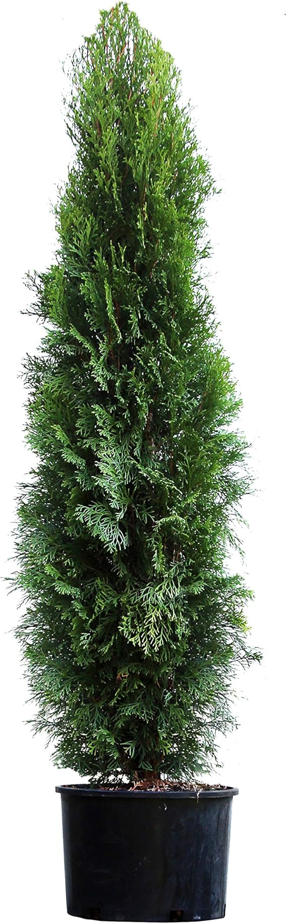 Emerald Green Arborvitae Evergreen Trees Perfect for