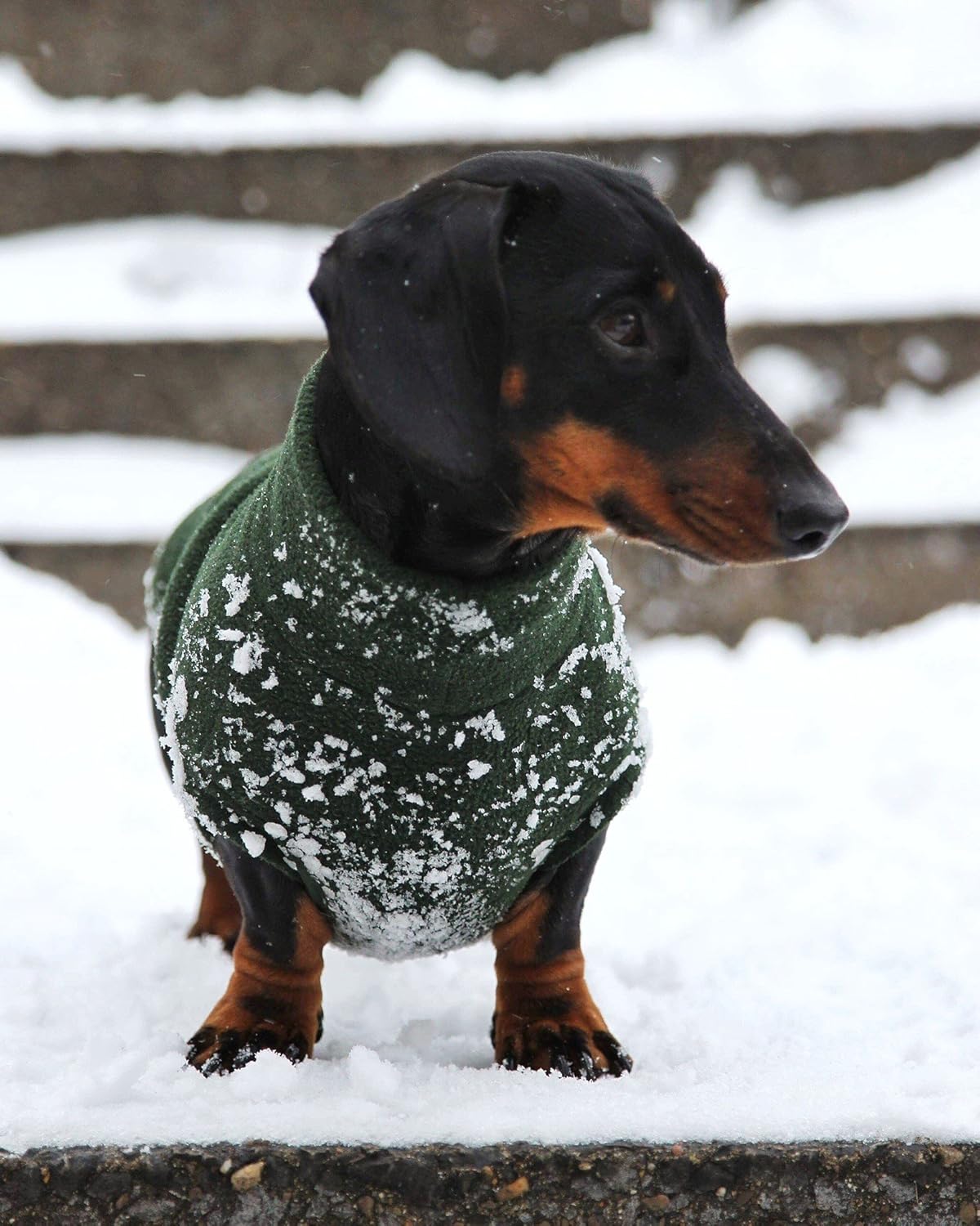 equafleece dachshund