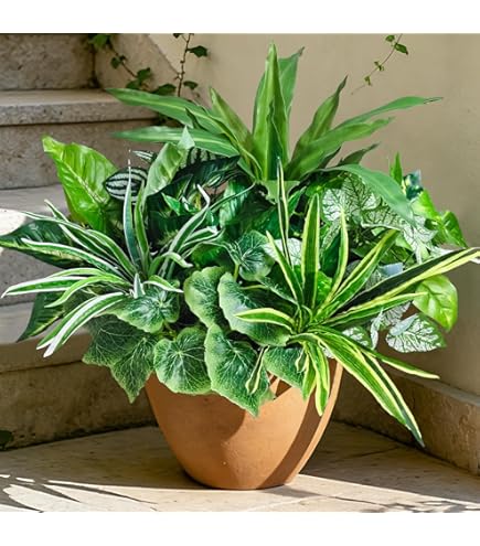 pothos money plant Enjoy Money Plant / POTHOS  hariththarang